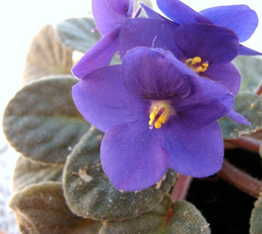 Violeta Africana - Saintpaulia ionantha_22