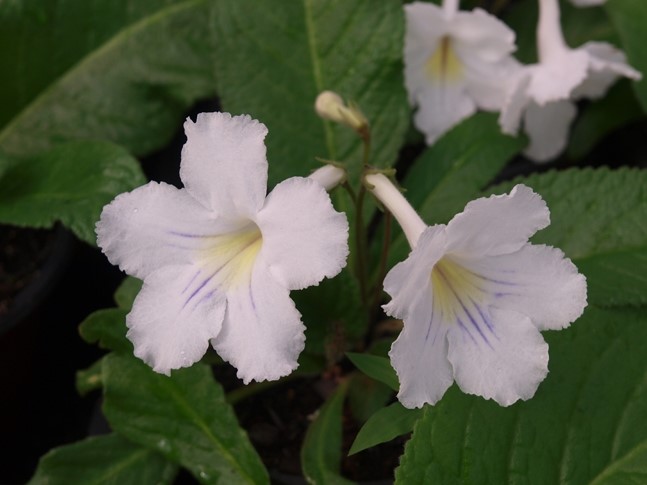 Violeta Streptocarpus