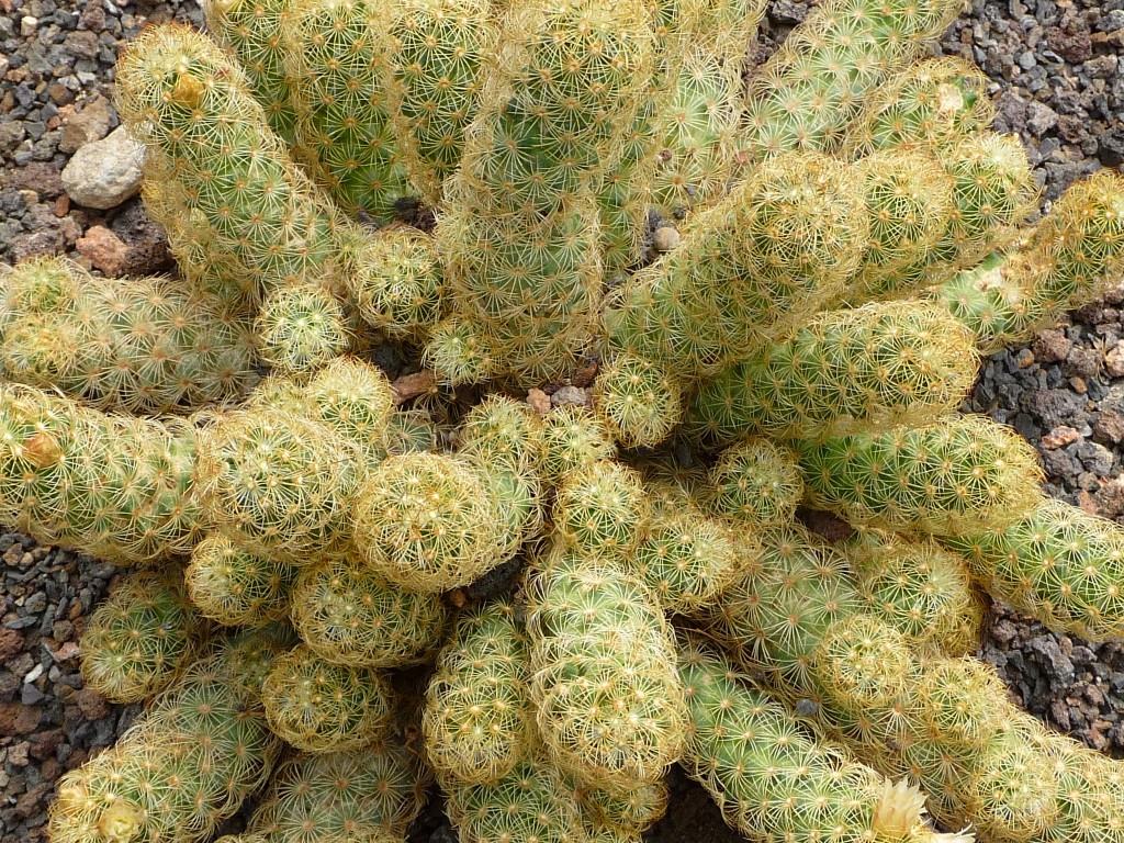 Mammillaria_elongata