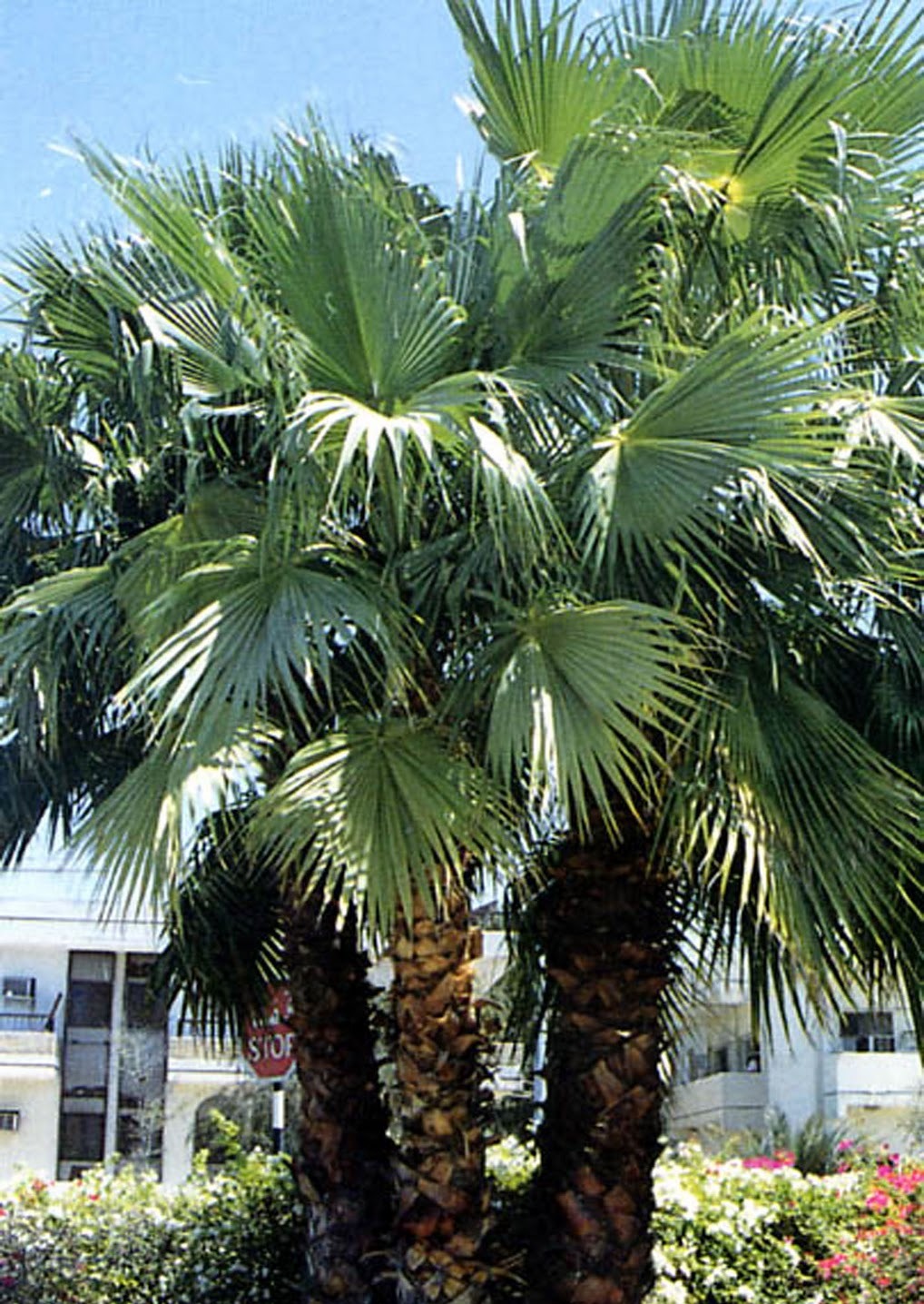 Washingtonia filifera