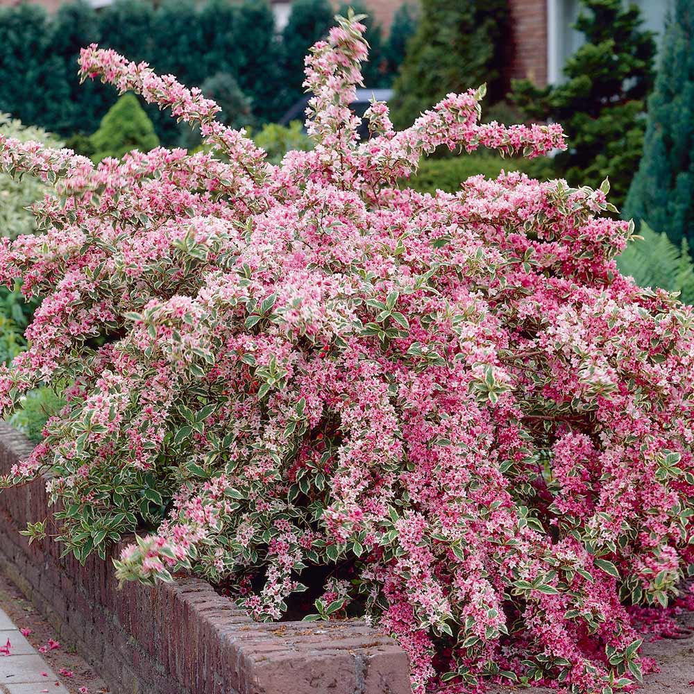 Weigela floridamm