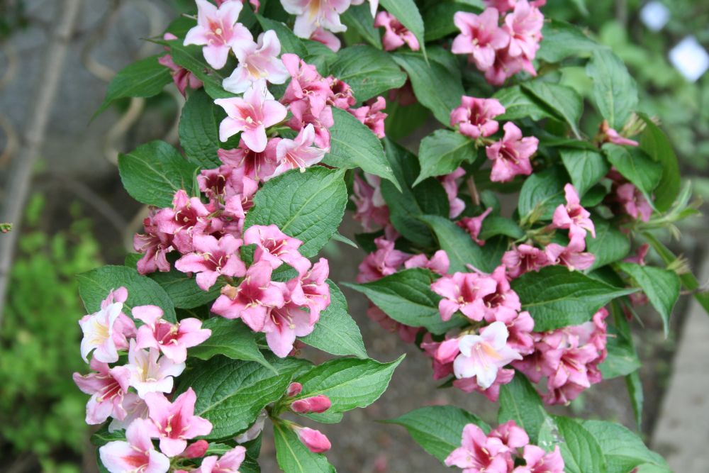 Weigela_florida_