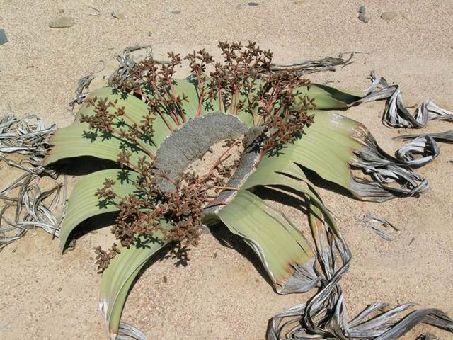 Welwitschia mirabilis