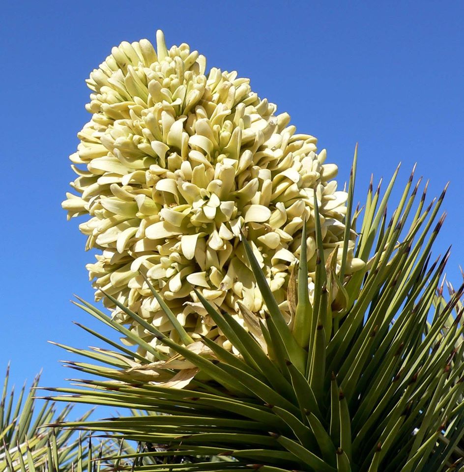 Yuca-elefante (Yucca gigantea)