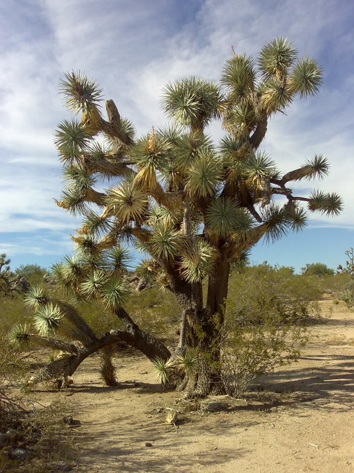 Yuca-elefante (Yucca gigantea)2