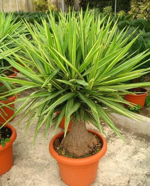 Yucca elephantipes