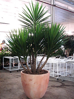 Yucca filamentosa