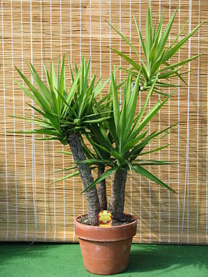 Yucca_gloriosa