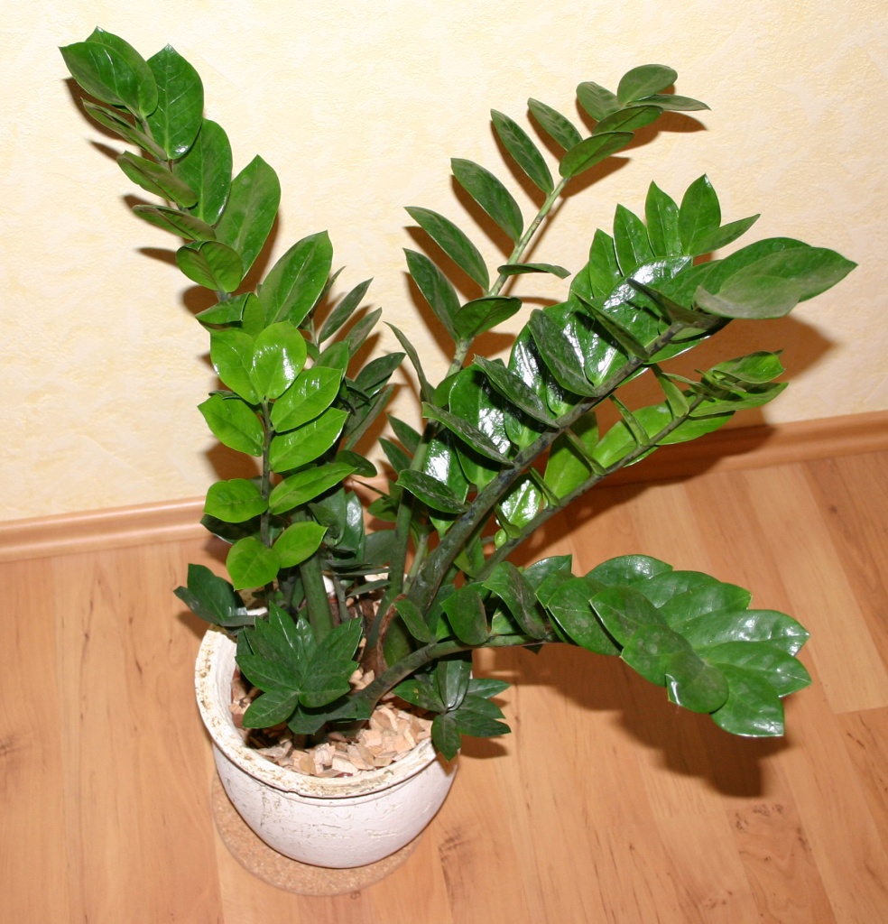 Zamioculca (Zamioculcas zamiifolia)