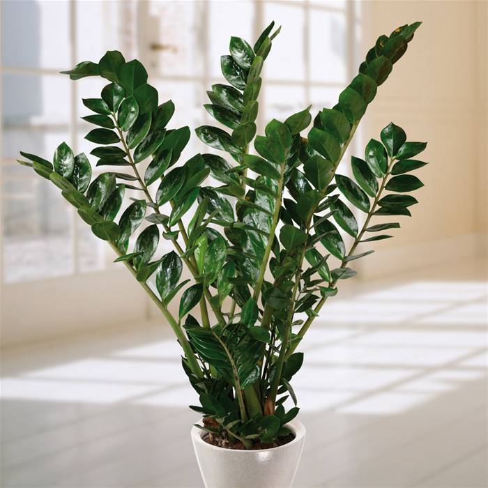 Zamioculca (Zamioculcas zamiifolia)