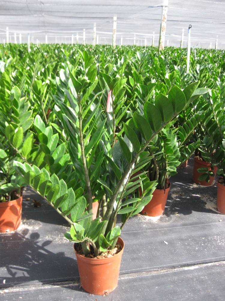 Zamioculcas