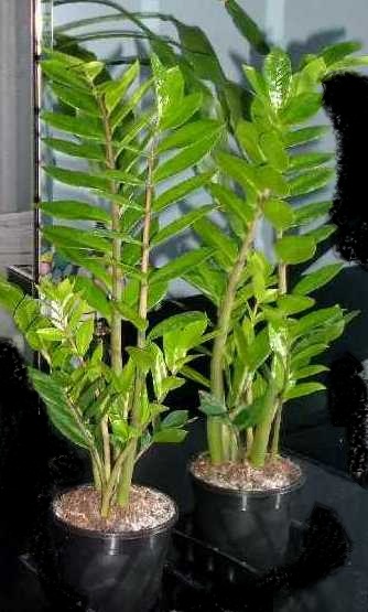 Zamioculcas