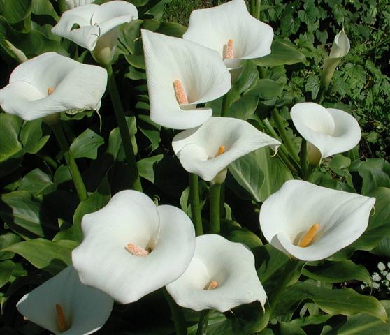 Zantedeschia aethiopica