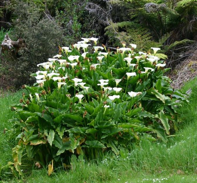 Zantedeschia aethiopica (L.) Spreng