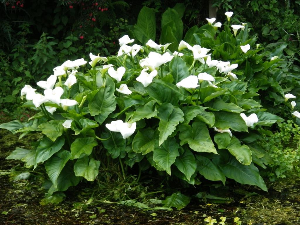 Zantedeschia-aethiopica