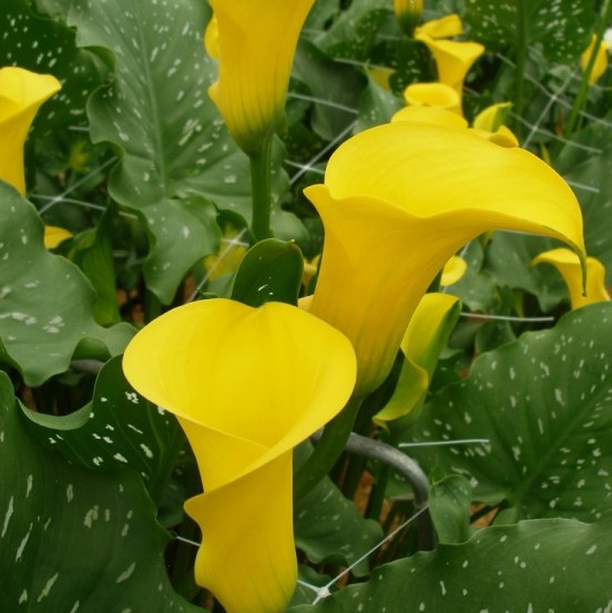 Zantedeschia aethiopica Spreng