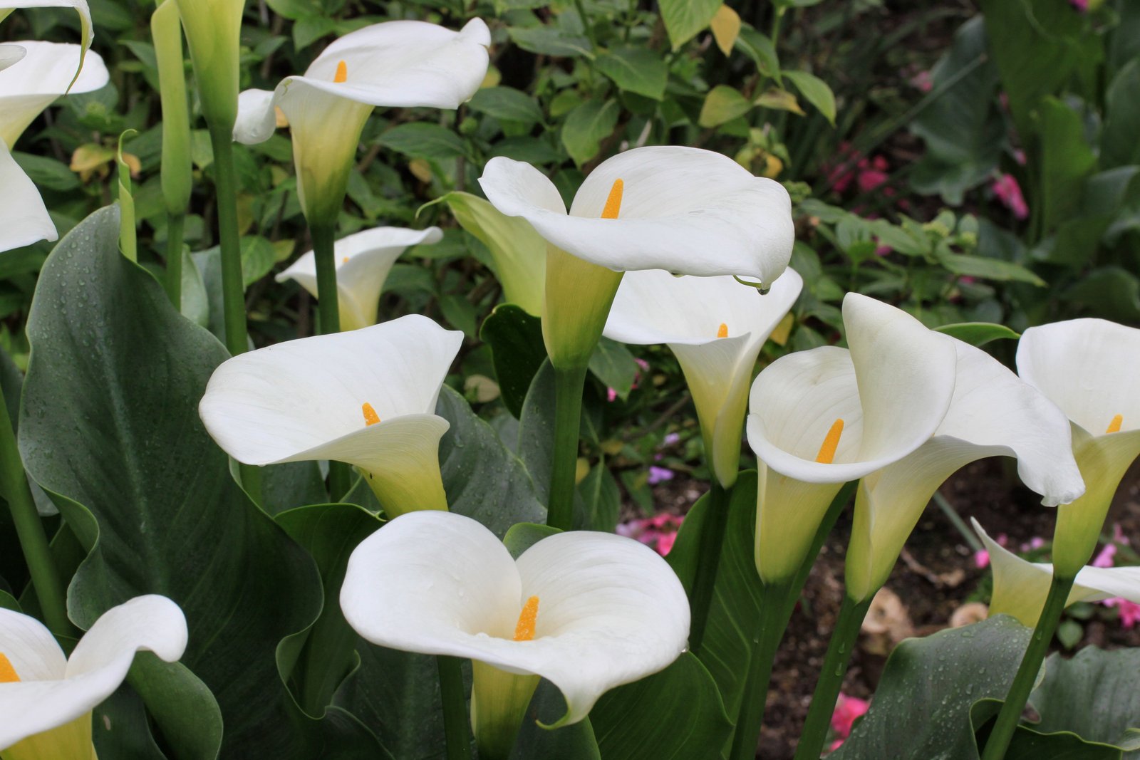 Zantedeschia aethiopica Spreng