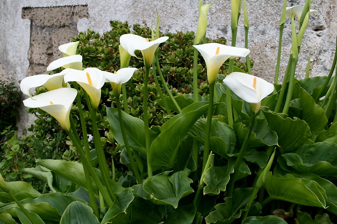 Zantedeschia aethiopica Spreng