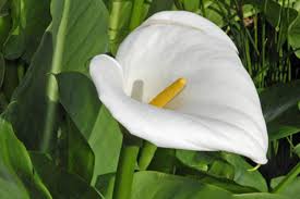 Zantedeschia aethiopica