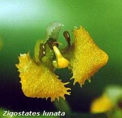 Zigostates_cunata