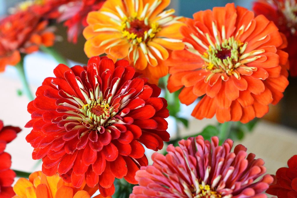 Zinia-Zinnia-elegans-1