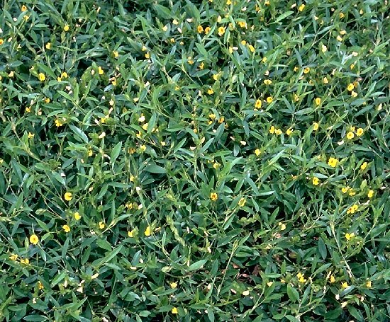 Zornia_latifolia
