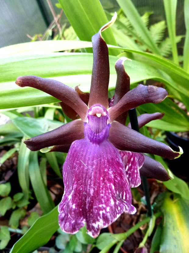 Zygopetalum-1t