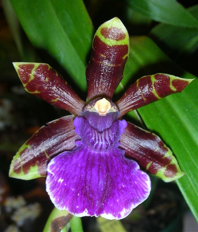 Zygopetalum Rhein Blue