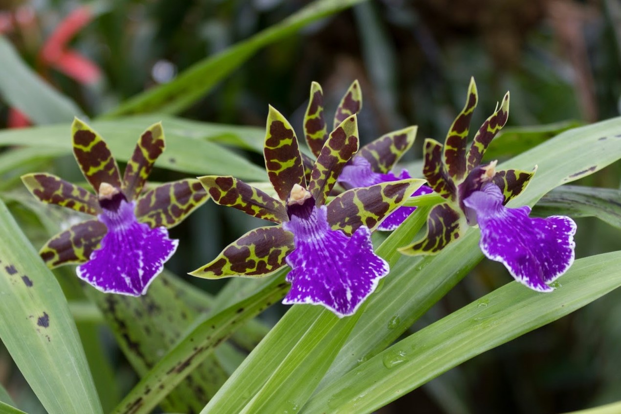 Zygopetalum maculatum