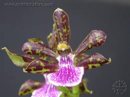 Zygopetalum sellowii