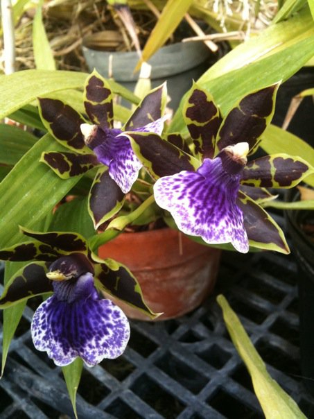 Zygopetalum sp.
