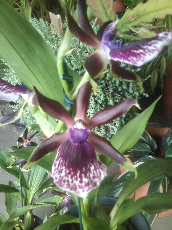 Zygopetalum