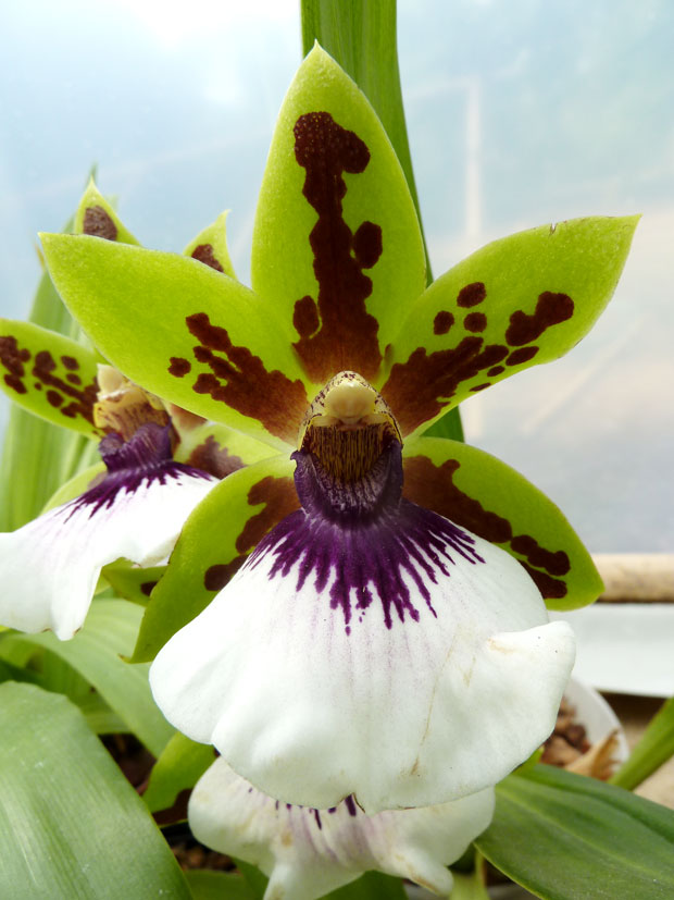 Zygopetalum