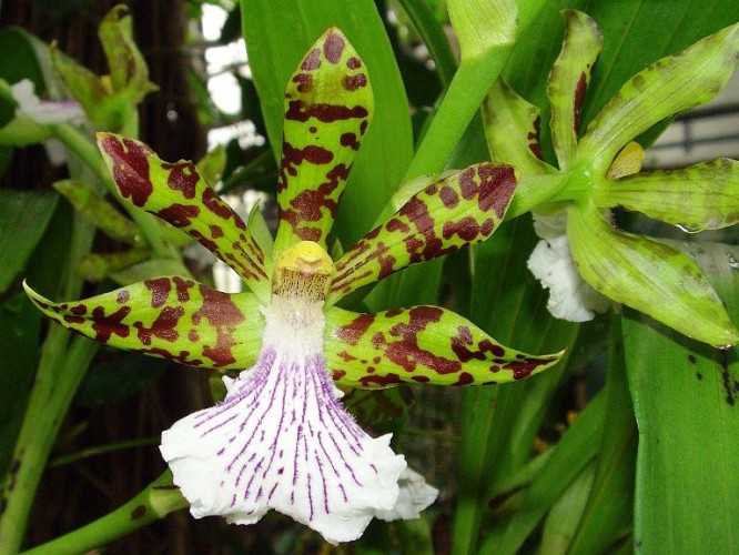 Zygopetalum