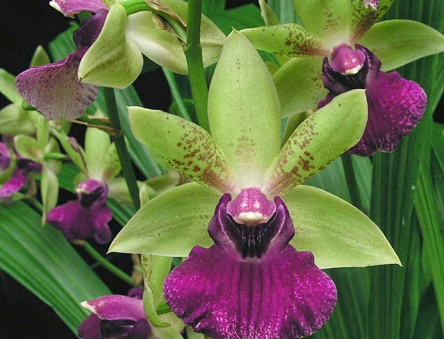 Zygopetalum_22