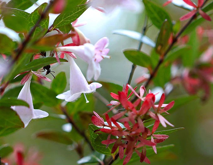 abelia-grandiflora