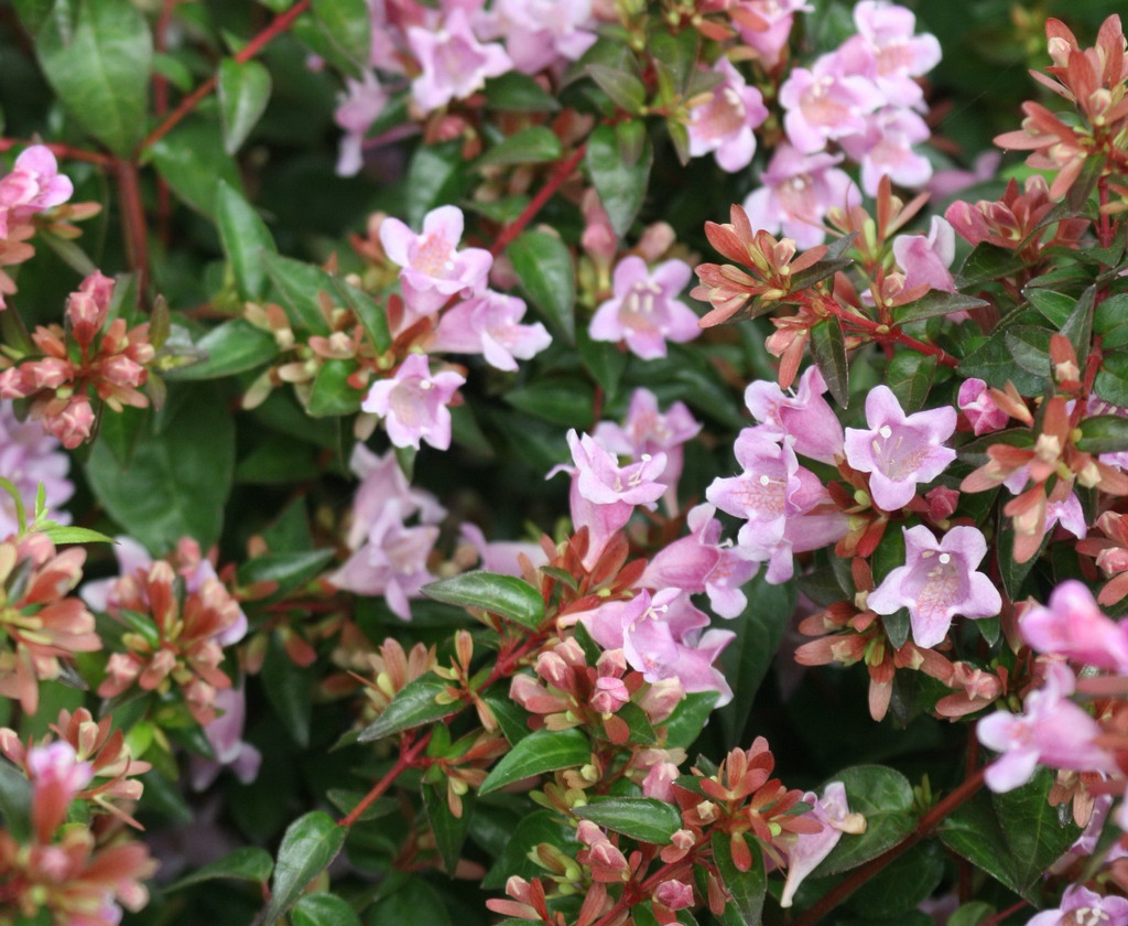 abelia uniflora