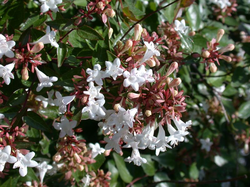 abelia_grandiflora