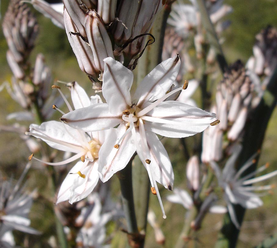 Resultado de imagem para IMAGEM DA FLOR espÃ©cie Asphodelus