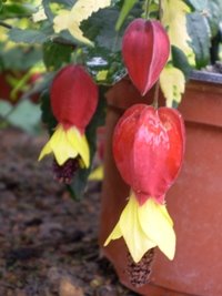 abutilon_