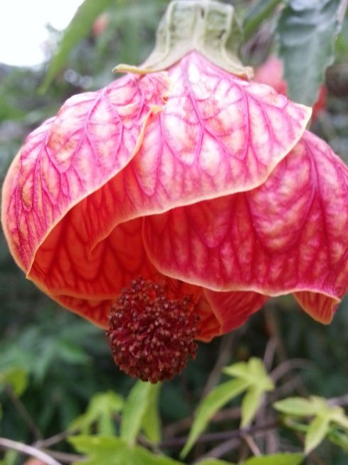 abutilonstriatum