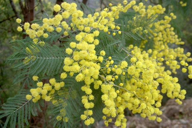 acacia dealbata