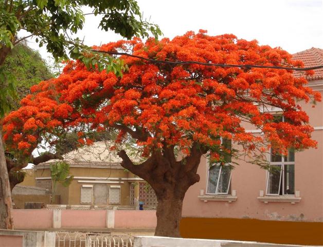 acacia