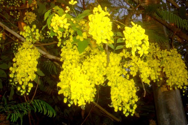 acacia