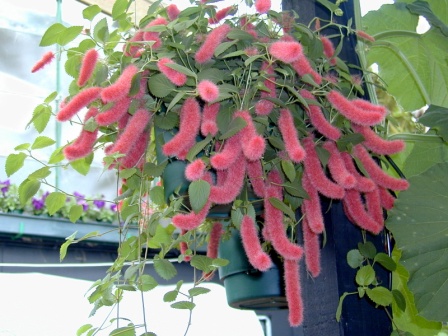 acalypha