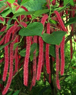 acalypha_hispida