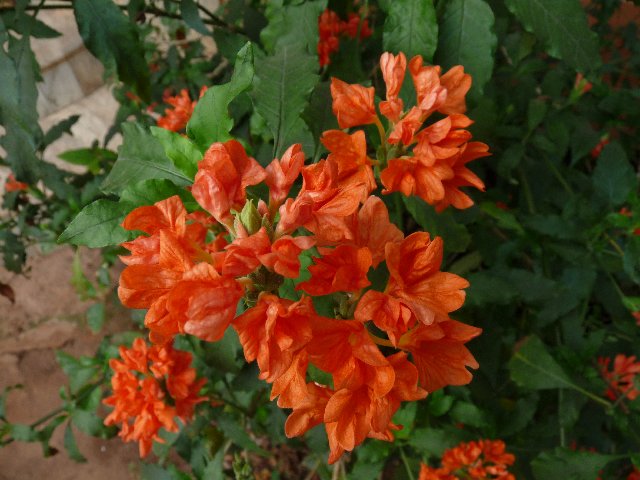 acanthaceae