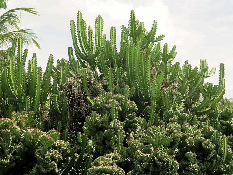 acanthocereus-tetragonus