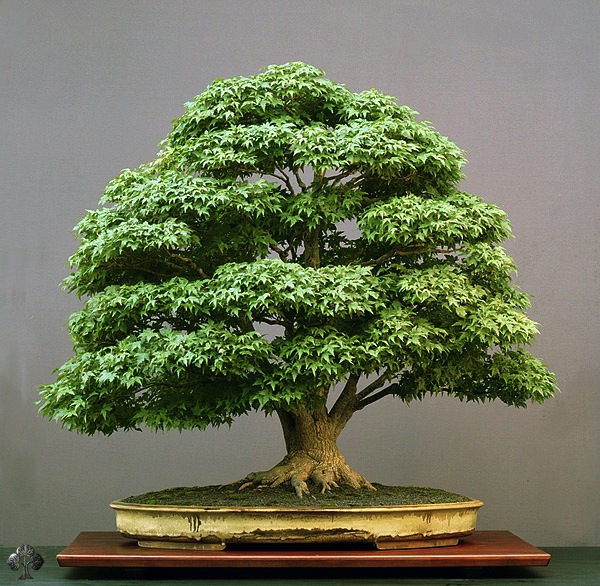 bonsai Acer