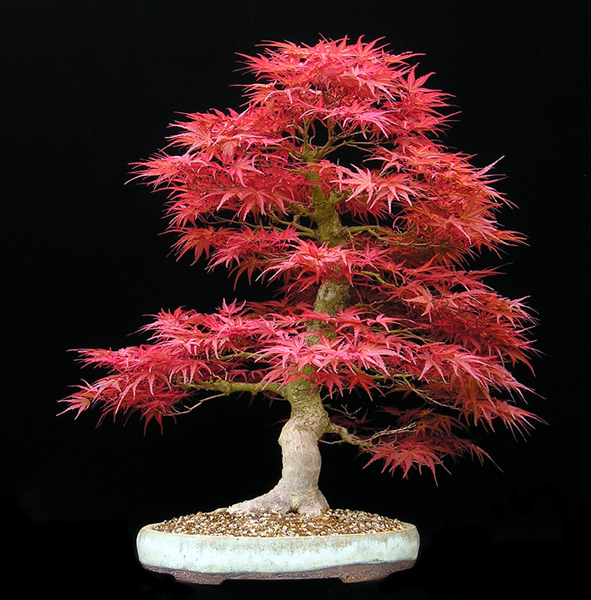 acer-palmatum